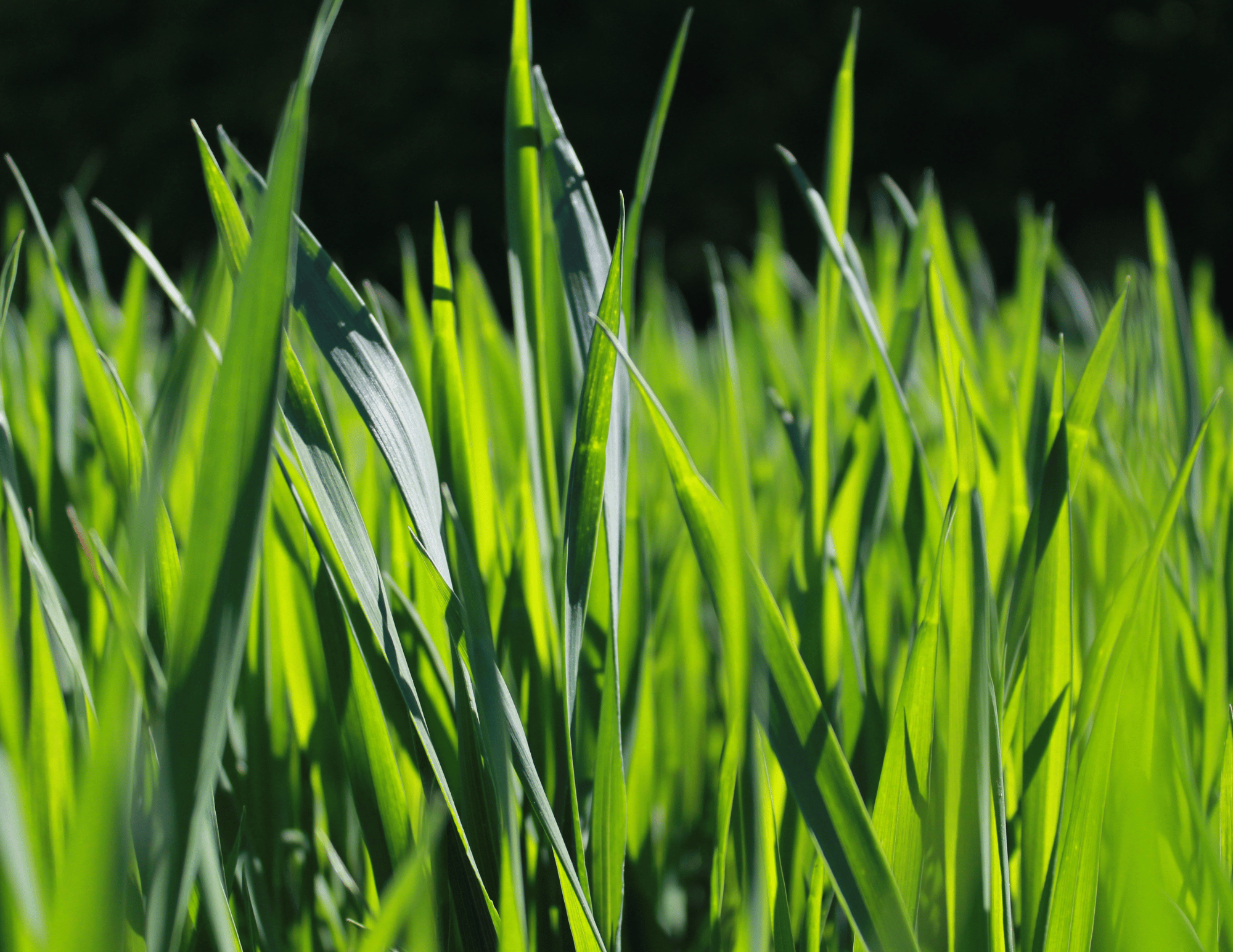 Inland Sod | Newman Lake, WA | Residential & Commercial Lawns